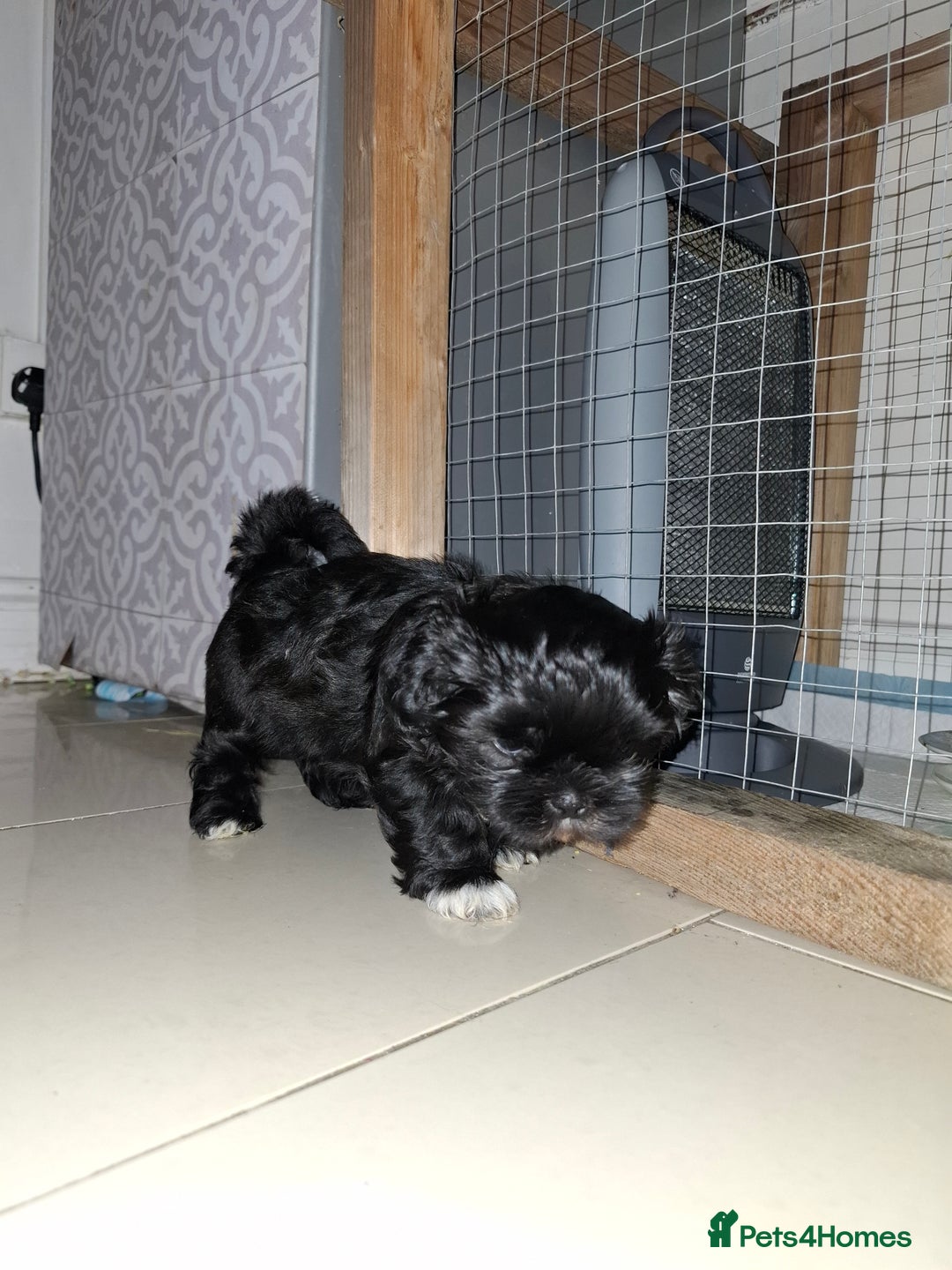 Shih Tzu dogs for sale: Shih tzu pups - Advert 3