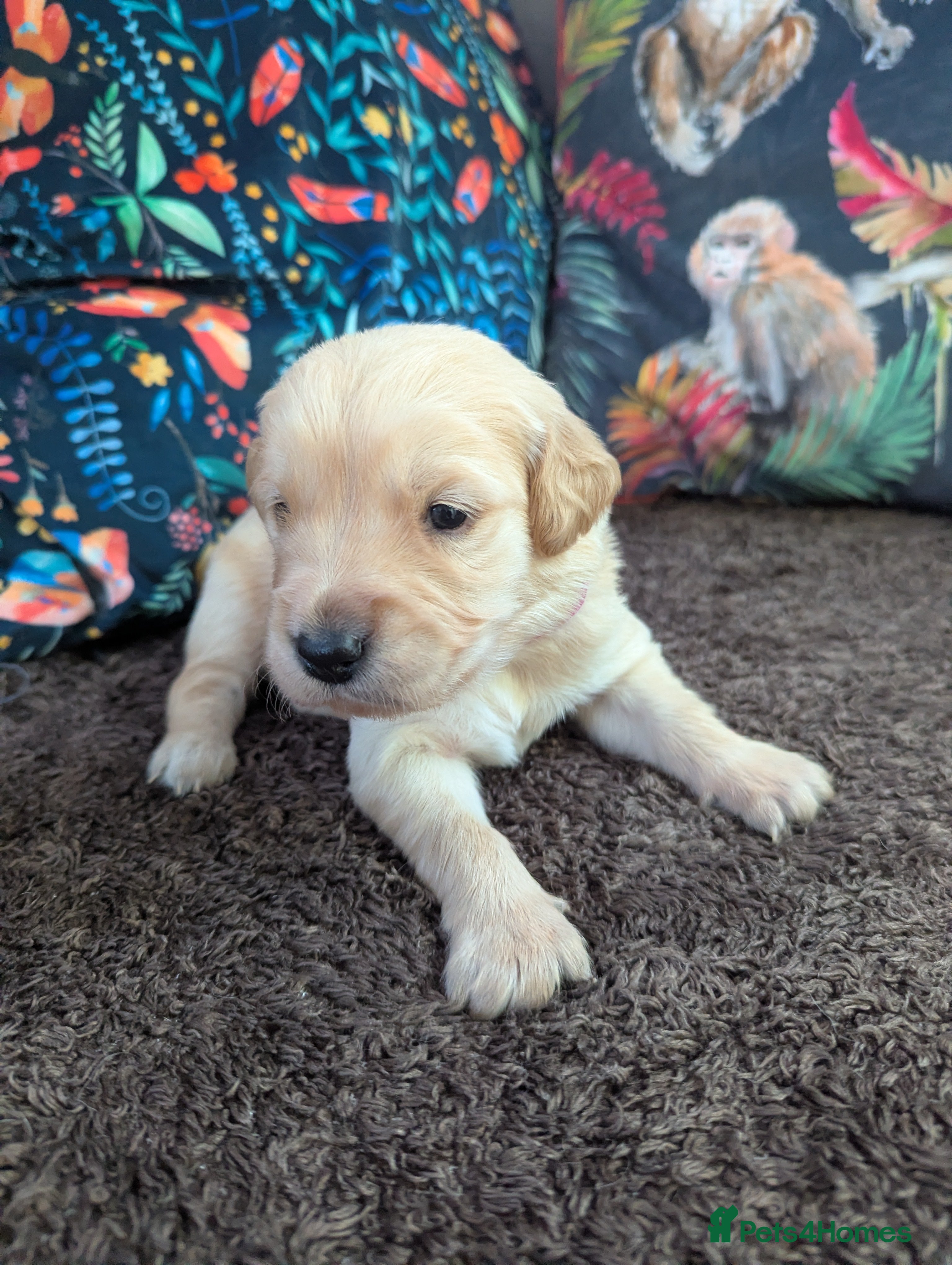 Golden Retriever dogs KC Pedigree Golden Retriever Puppies - Advert 2