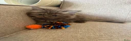 Persian cats for sale: Stunning Persian x Ragdoll kittens Ready for Homes in Watford - Advert 7
