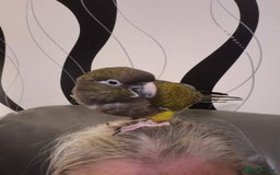 Parrots birds for sale: Patagonian conure - Image 8