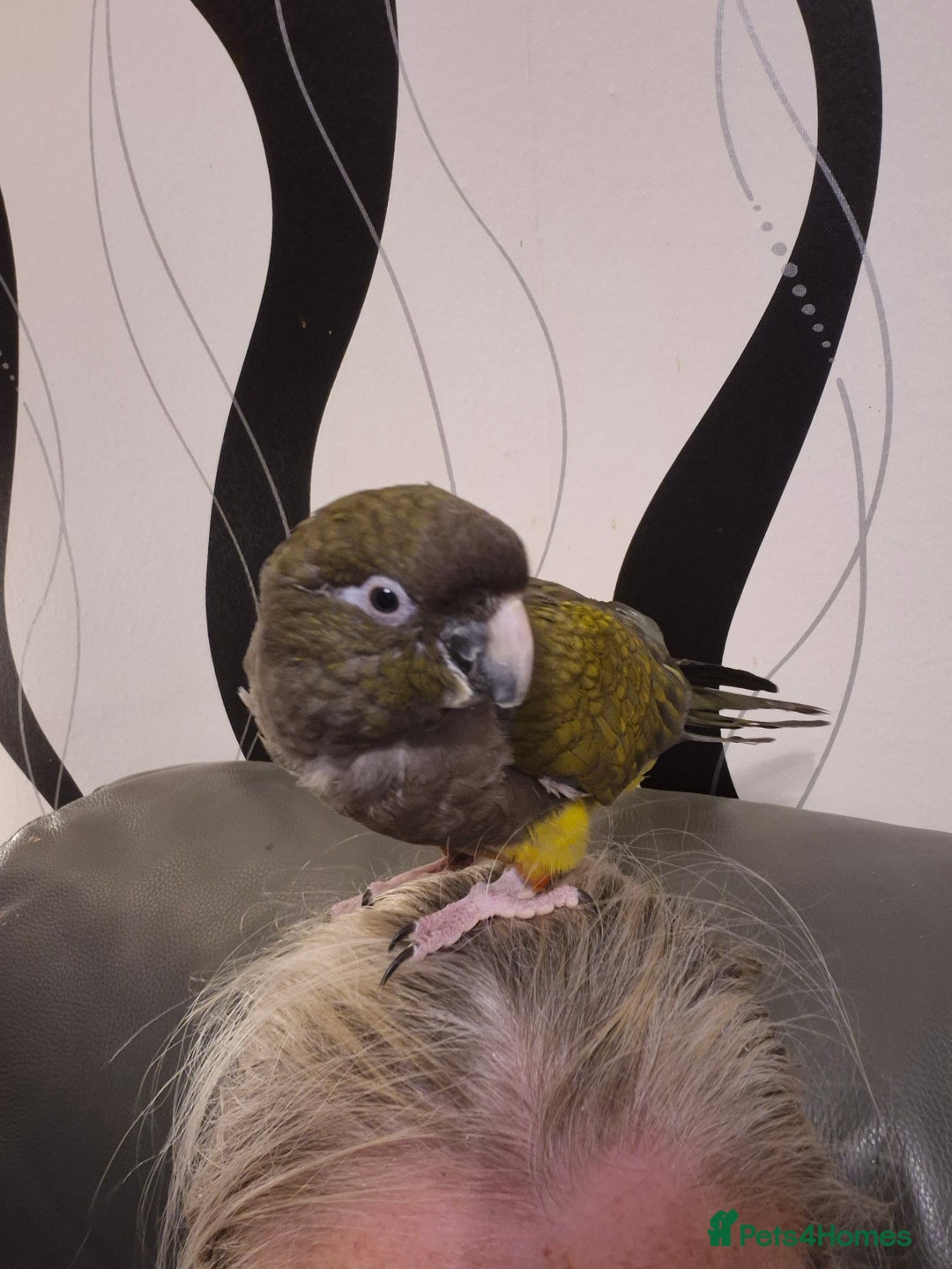 Parrots birds for sale: Patagonian conure - Image 8