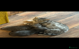 British Shorthair cats for sale: Beautiful British shorthairs for a loving home - Advert 1