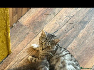 British Shorthair cats Beautiful British shorthairs for a loving home - Advert 17