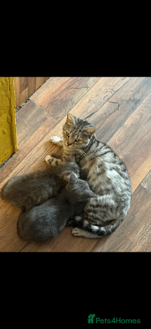 British Shorthair cats Beautiful British shorthairs for a loving home - Advert 1