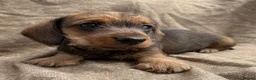 Dachshund dogs for sale: Miniature wire haired dachshunds 🐶 - Advert 9