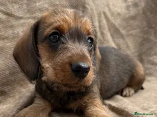 Dachshund dogs Miniature wire haired dachshunds 🐶 - Advert 2