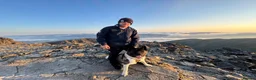 Akita dogs for stud: Looking to breed Bear with another American Akita  - Advert 6