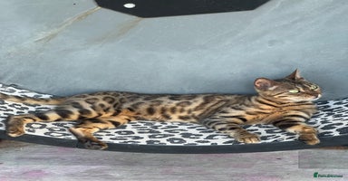 Bengal cats - Advert 10