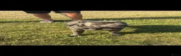 Staffordshire Bull Terrier dogs for stud: Blue staffy stud - Advert 3