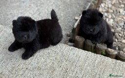 Chow Chow dogs for sale: KC REG CHOW CHOW PUPPIES - Image 5