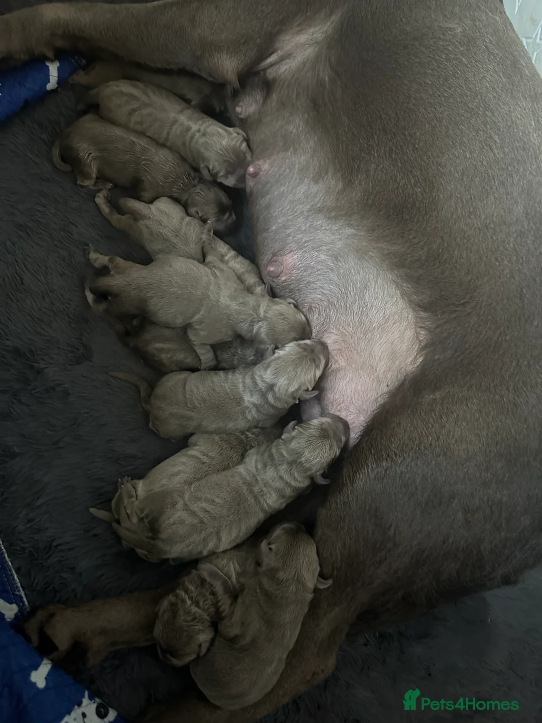 Labrador Retriever dogs for stud: Championship lines, KC silver lab stud 0.0% COI in Cambridge - Advert 9