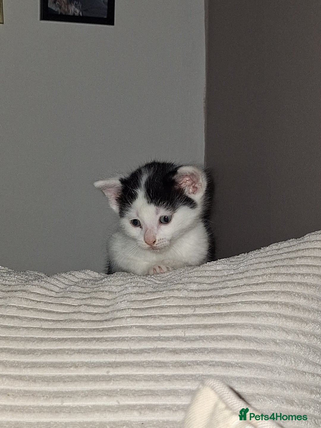 British Shorthair cats for sale: Cats Black & white kittens for sale  - Advert 2