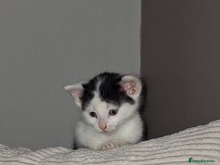 British Shorthair cats Cats Black & white kittens for sale - Advert 5