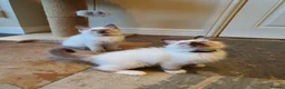 Ragdoll cats for sale: 💕Beautiful GCCF Registered Ragdoll Kittens. - Advert 27