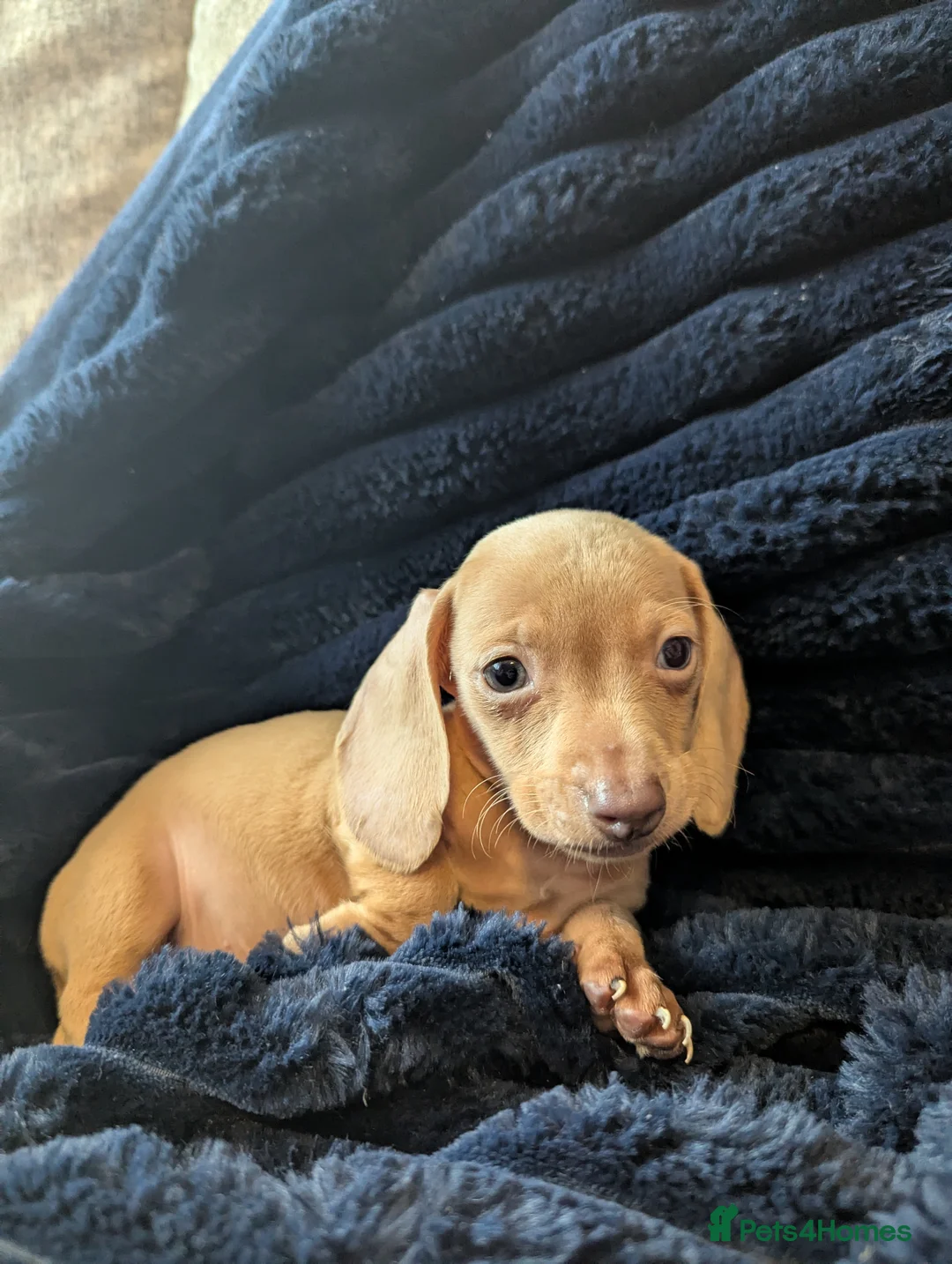 Miniature Dachshund dogs for sale: Miniature dachshund puppies  - Advert 16