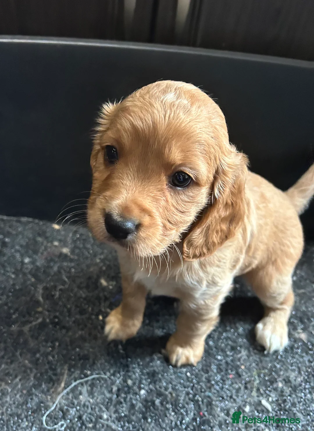 Cockapoo dogs for sale: Cockapoo puppy red male - Advert 10