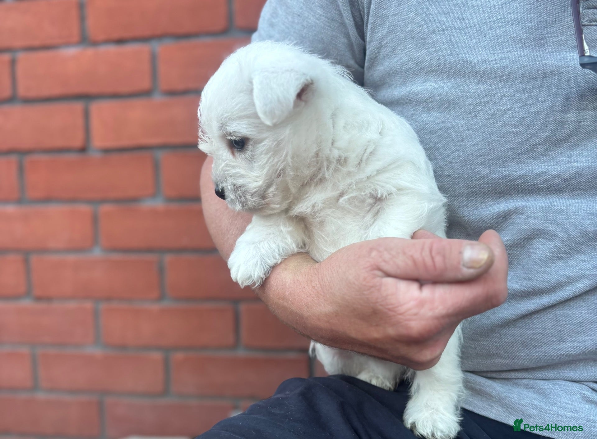 West Highland Terrier dogs for sale: West highland terrier puppies  - Advert 1