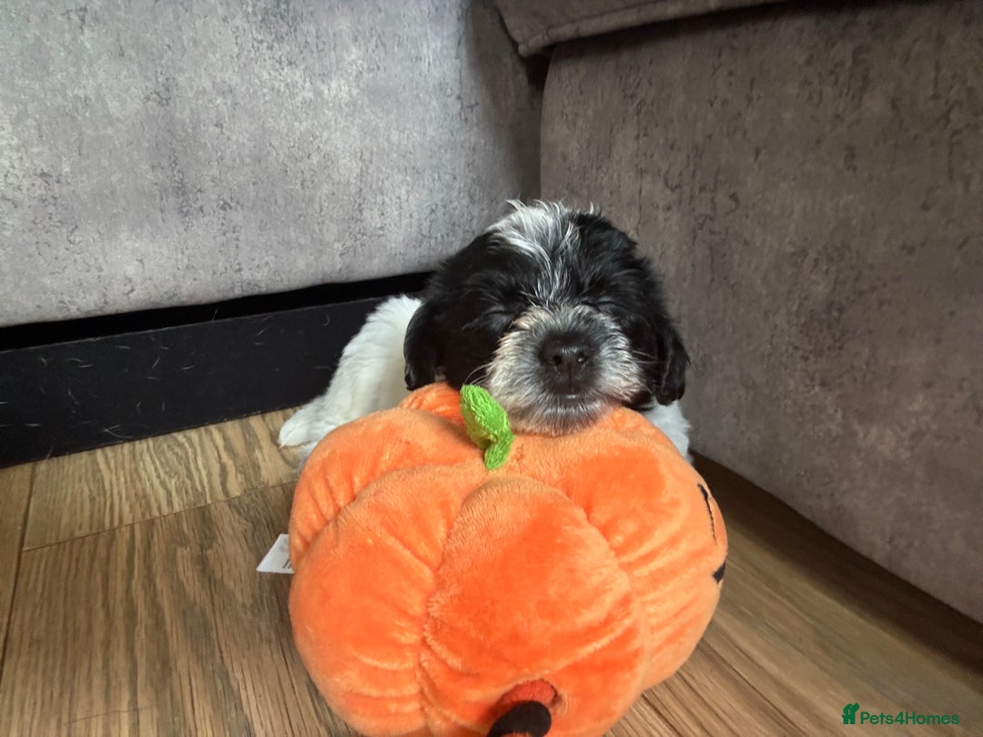 Mixed Breed dogs for sale: 2x gorgeous Male Morkiepoos for sale - Image 2