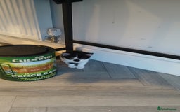 Mixed Breed cats for sale: 3 female kittens 1 male - Image 4