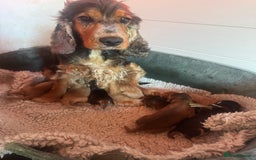 Cocker Spaniel dogs for sale: Gorgeous KC Show Cocker Spaniel Puppies - Advert 12