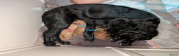 Cockapoo dogs for sale: Cockapoo puppies for sale  - Advert 12
