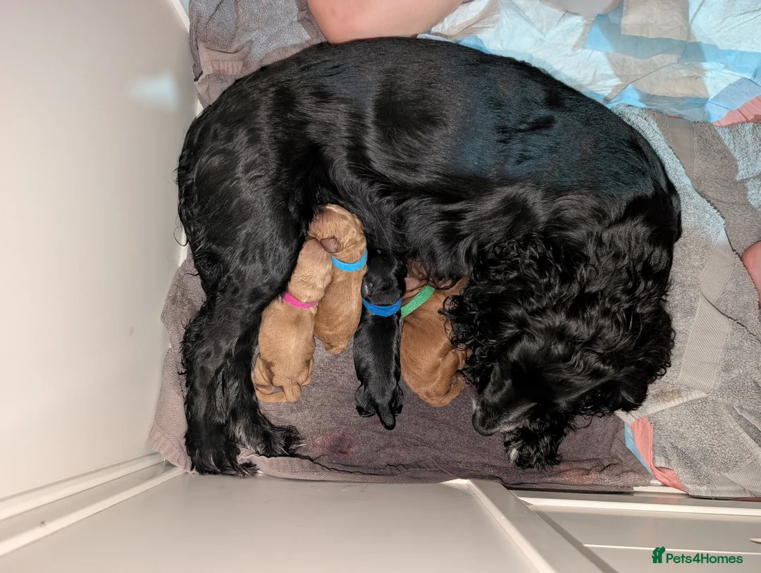 Cockapoo dogs for sale: Cockapoo puppies for sale  - Advert 12
