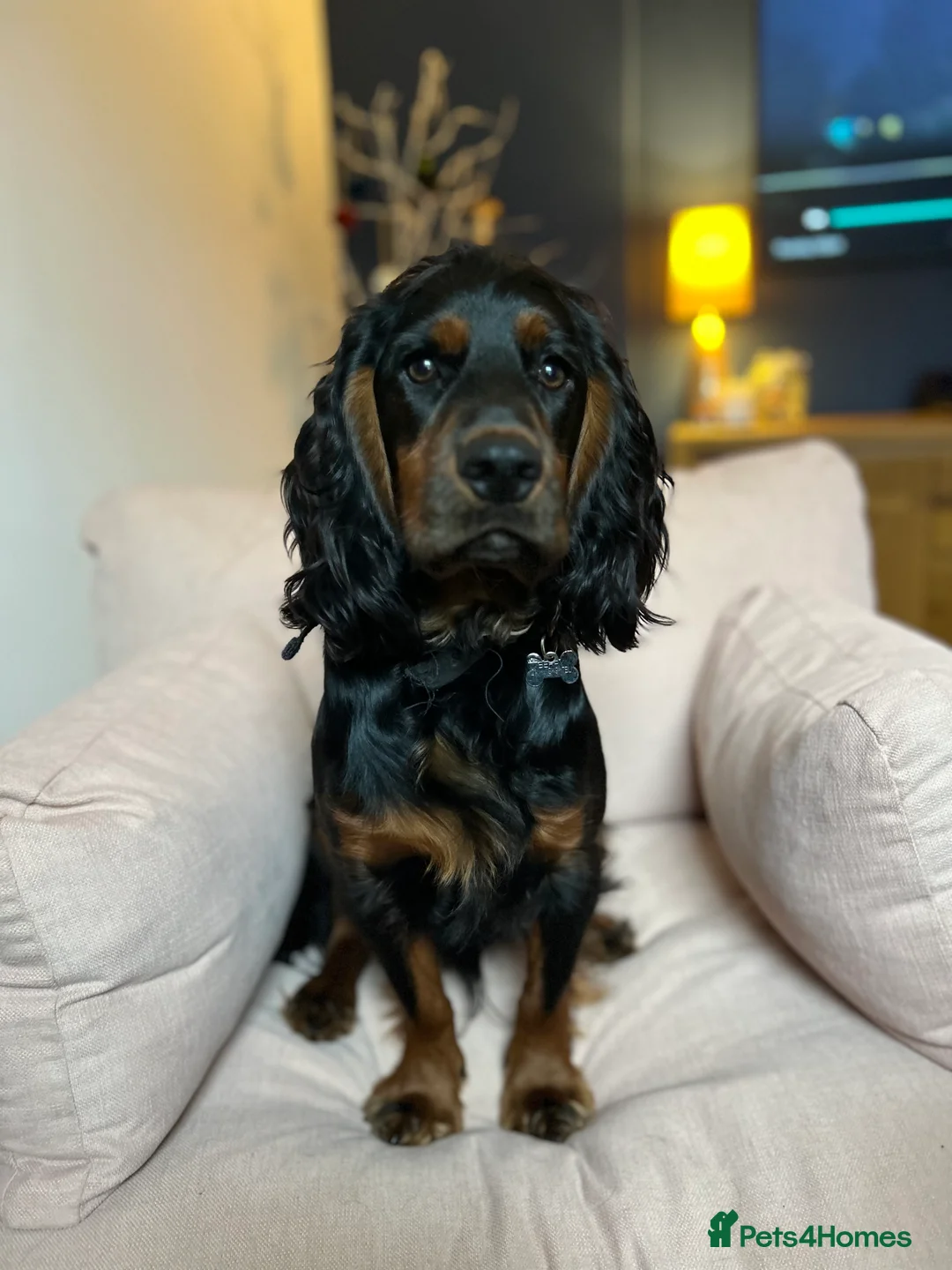 Cocker Spaniel dogs for stud: Black and tan Cocker Spaniel for stud - Advert 7