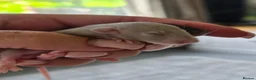 Rat rodents for sale: Stunning litter of Dumbo rats. - Advert 2