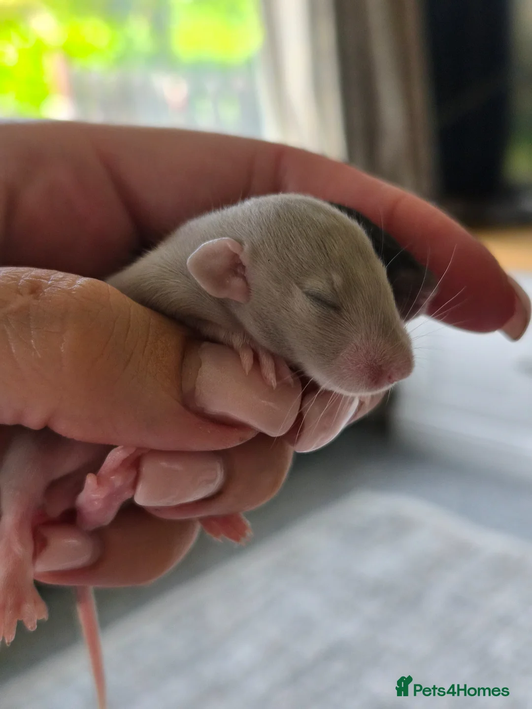 Rat rodents for sale: Stunning litter of Dumbo rats. - Advert 2