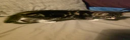 Mixed Breed cats for sale: Mixed tabby and long hair - Advert 11