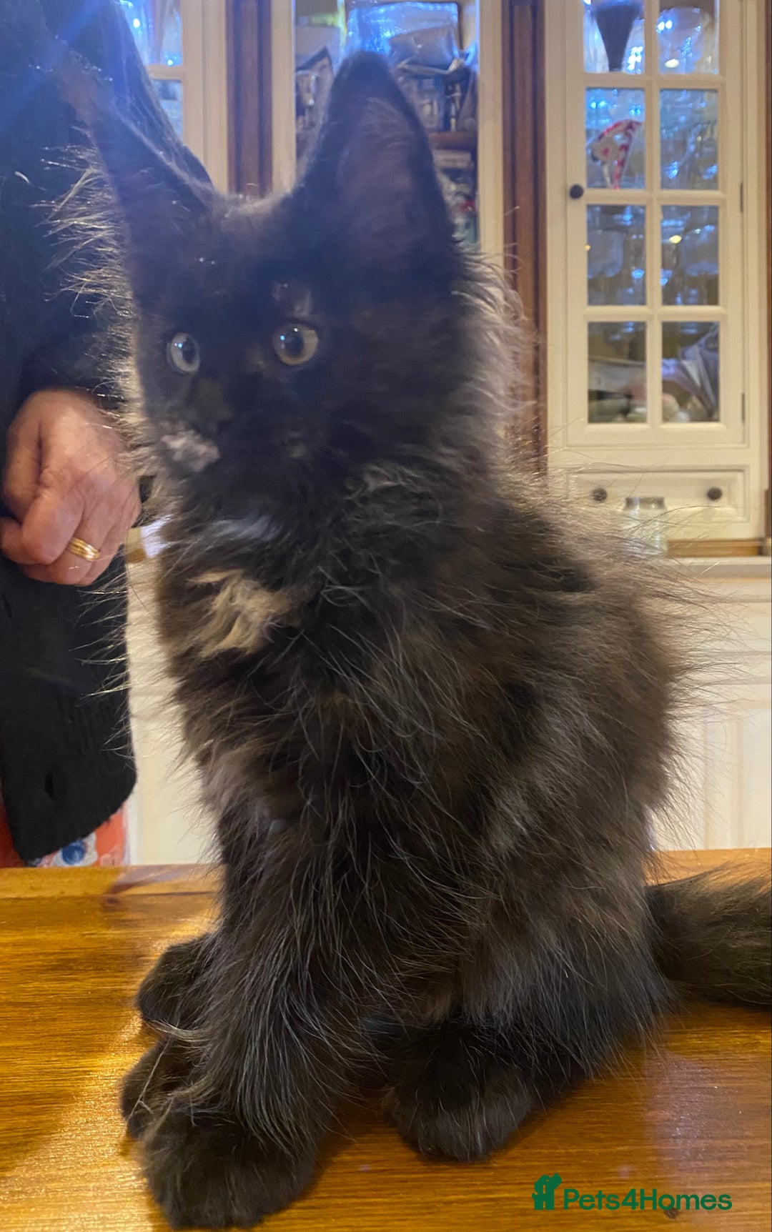 Maine Coon cats for sale: Beautiful Maine Coon Kitten - Champion Lines - Image 7