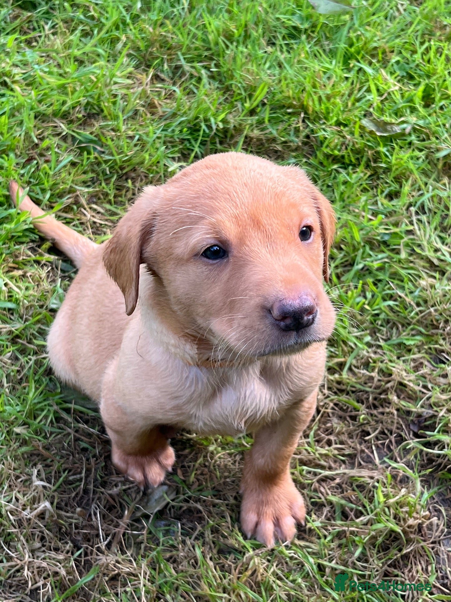 Labrador Retriever dogs KC fox red puppies - Advert 2