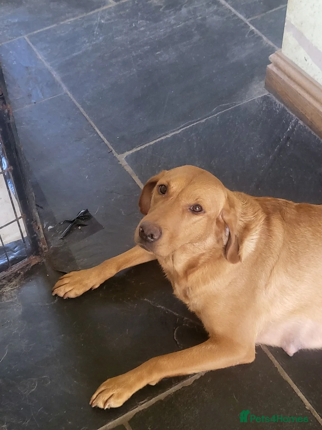 Labrador Retriever dogs for sale: A Perfect Litter of Pedigree Fox Red Labradors - Advert 2