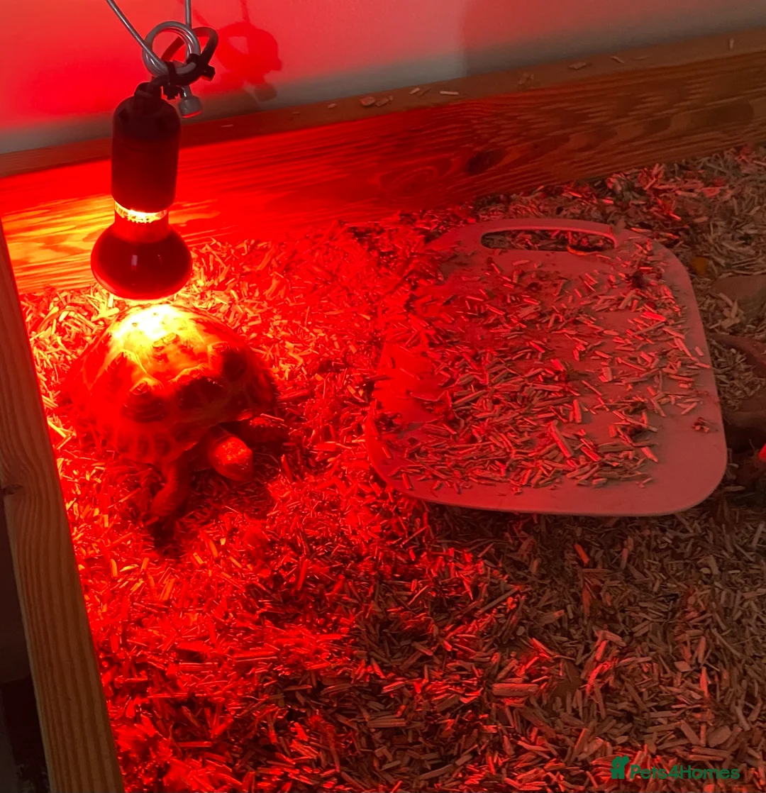 Tortoise reptiles for sale: Horsefield tortoise  - Advert 1