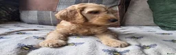 Australian Labradoodle dogs for sale: READY NOW! Therapy Aus x Irish dood multi gen mix  - Advert 27