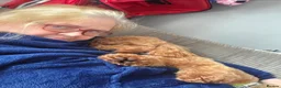 Poochon dogs for sale: Poppy is looking for the right home 🐾 - Advert 2