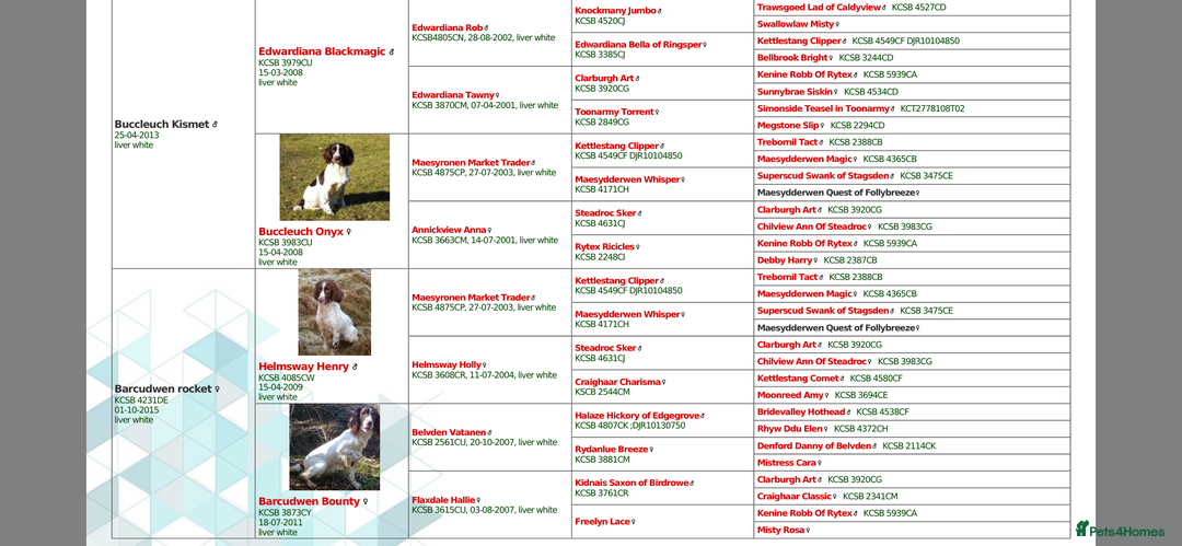 English Springer Spaniel dogs for sale: Working KC springer Spaniel Pups  - Advert 8
