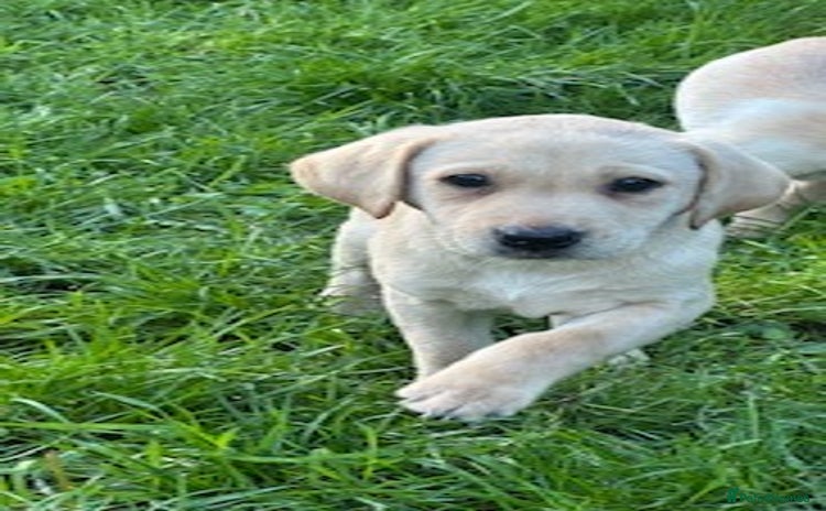 Labrador Retriever dogs - Advert 5