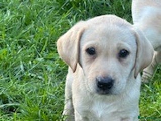 Labrador Retriever dogs - Advert 23