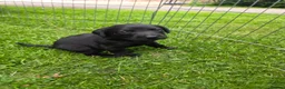 Labrador Retriever dogs for sale: Two beautiful labrador pups available  in York - Advert 4