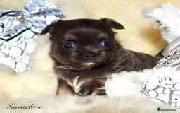 Chihuahua dogs for sale: Stunning long coat chihuahua puppies - Image 9