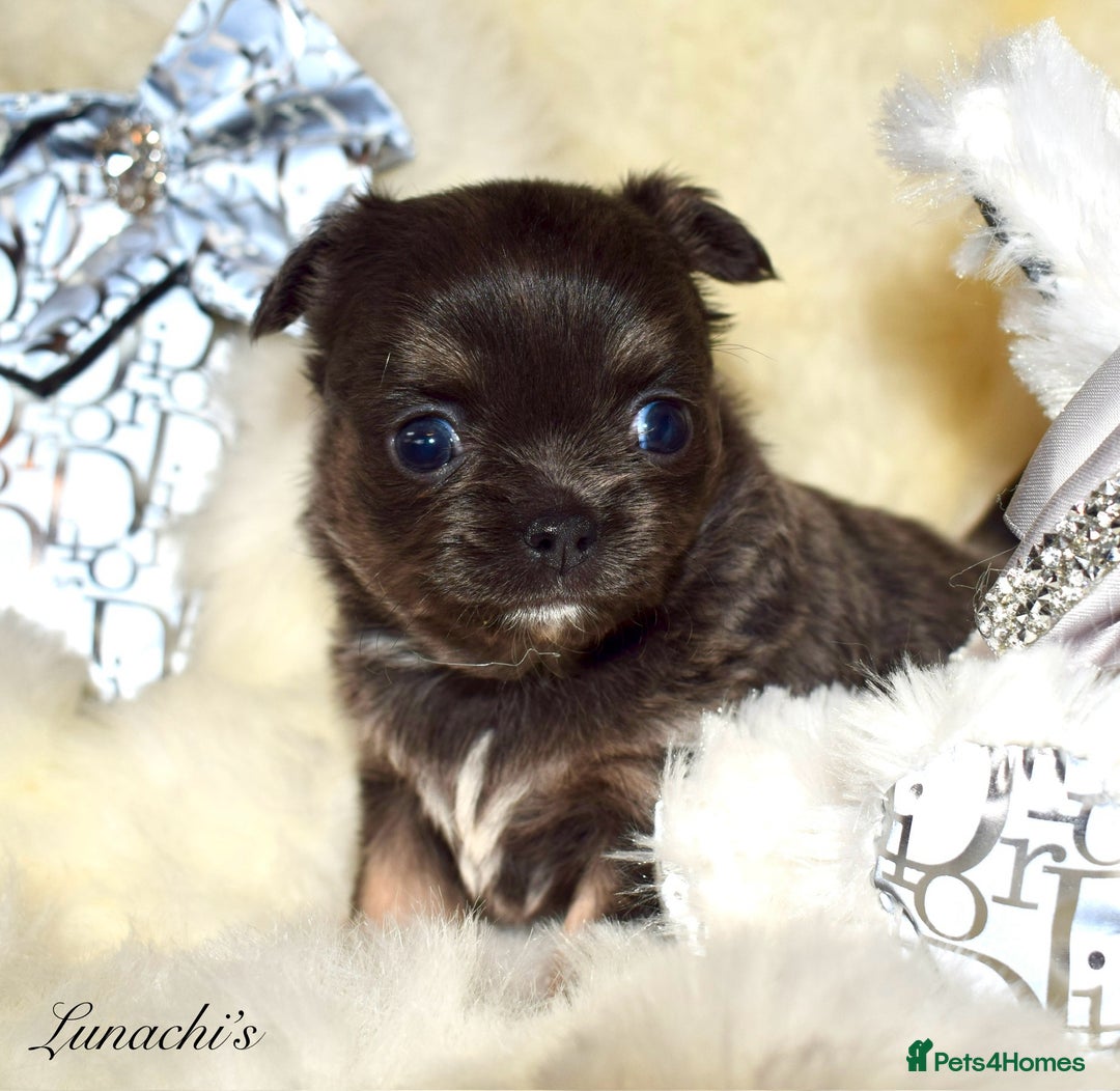 Chihuahua dogs for sale: Stunning long coat chihuahua puppies - Image 9