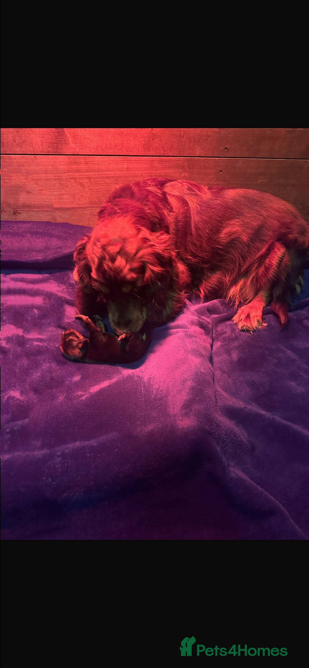 Cocker Spaniel dogs for sale: Cocker spaniel  - Image 3