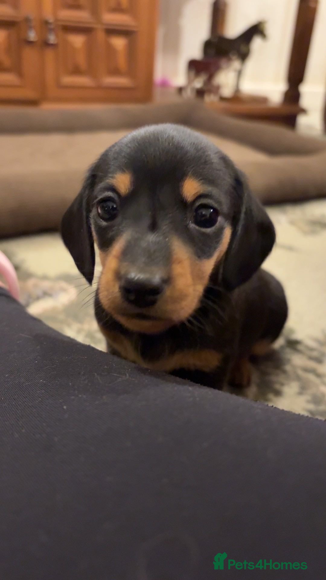 Miniature Dachshund dogs for sale: Miniature Dachshunds  - Advert 14