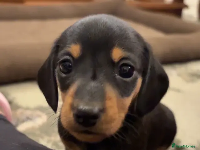 Miniature Dachshund dogs for sale: Miniature Dachshunds - Advert 14