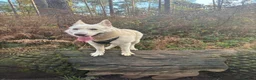 German Shepherd dogs for stud: ⭐️*RARE WHITE* GSD 4 Stud ⭐️ - Advert 2