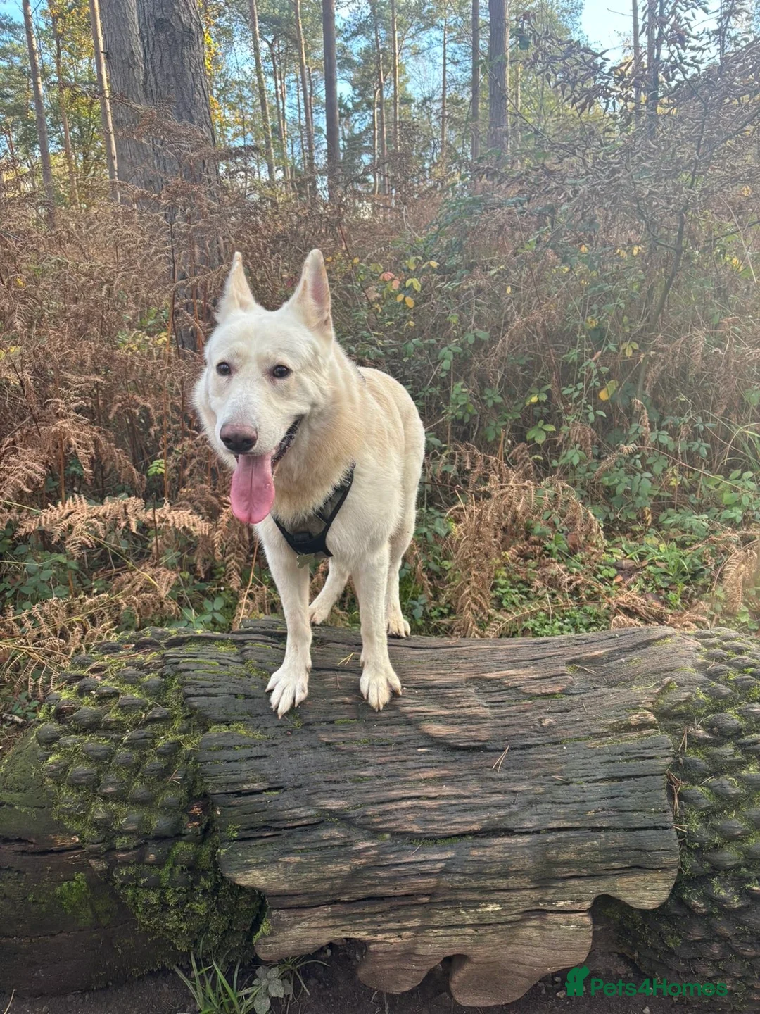 German Shepherd dogs for stud: ⭐️*RARE WHITE* GSD 4 Stud ⭐️ - Advert 2