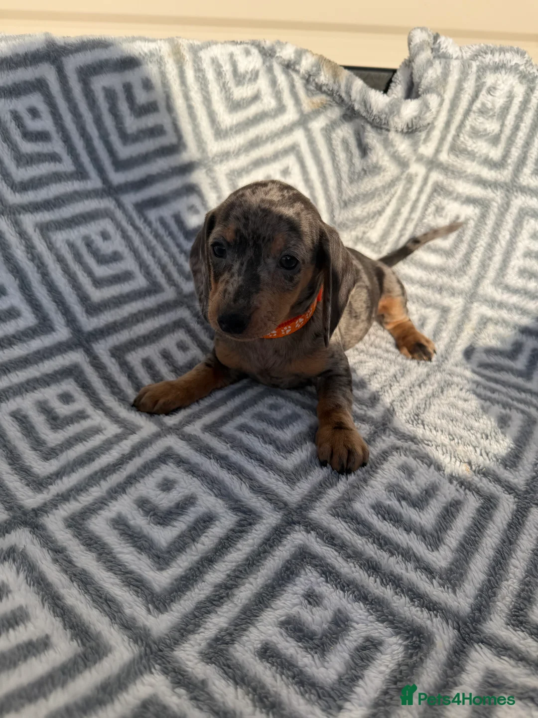 Miniature Dachshund dogs for sale: Dachshund Puppies Ready To Leave  - Advert 6