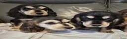 Cocker Spaniel dogs for sale: Show cocker spaniel puppies  in Ashbourne - Advert 9