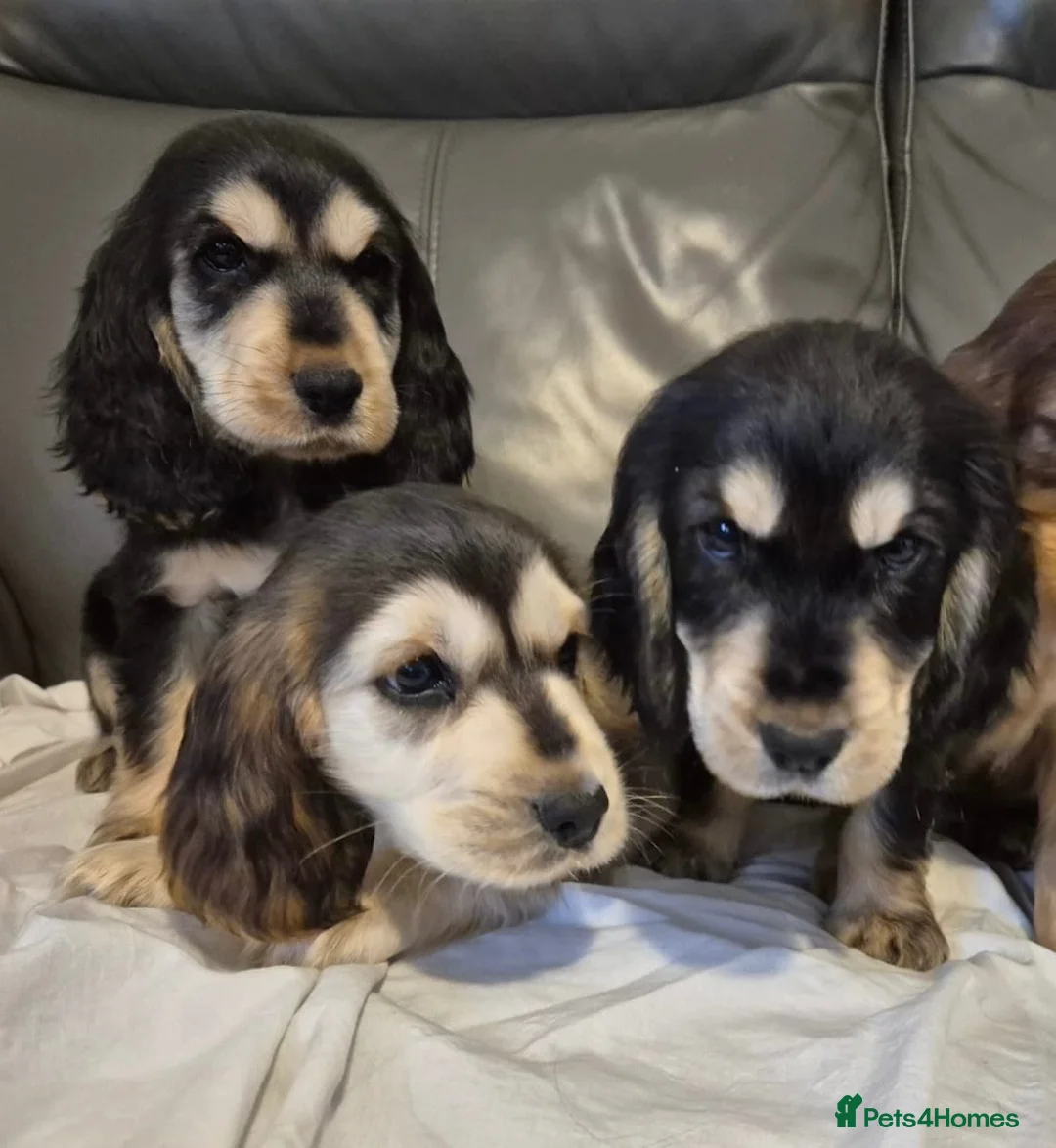Cocker Spaniel dogs for sale: Show cocker spaniel puppies  in Ashbourne - Advert 9